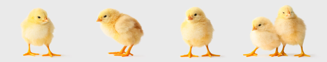 Set of cute chicks on light background