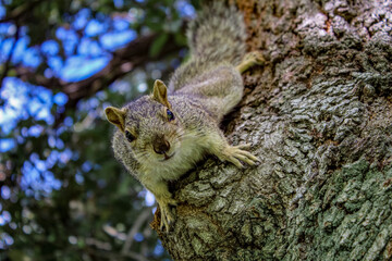 Squirrel on a tree with a curious gaze