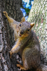 Obraz premium Squirrel on a tree with an open mouth