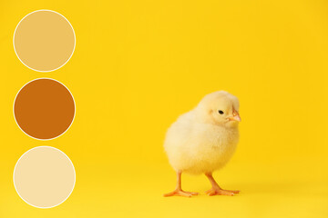 Cute little chick on color background