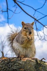 Squirrel sitting on a tree branch eating a nut against the blue sky