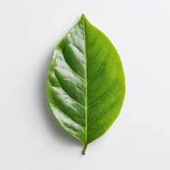 Close-up of a single, vibrant green leaf against a clean white background, showing veins