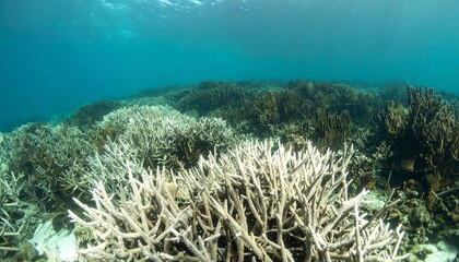 Coral Reef Underwater Scene with White and Brown Coral