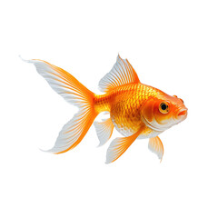 Vivid orange goldfish, with flowing fins and a curious gaze, isolated on black