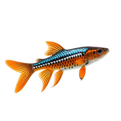 Fototapeta premium Colorful freshwater fish with vibrant orange and blue scales on a dark background