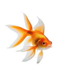 Fototapeta premium Vivid goldfish swims. Orange body and white-edged fins against black. Detailed, isolated