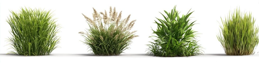 Fototapeta premium Four varieties of ornamental grasses displayed against a white background