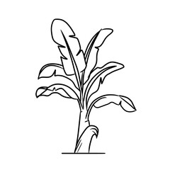 illustration of a plant banana