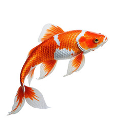 Vibrant Koi fish with orange, white markings, isolated on black background