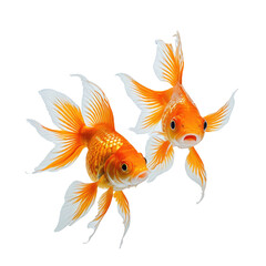 Fototapeta premium Two vibrant goldfish swimming against black. Orange bodies, flowing fins, beautiful underwater
