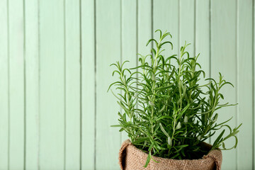 Rosemary plant in burlap pot on green wooden background