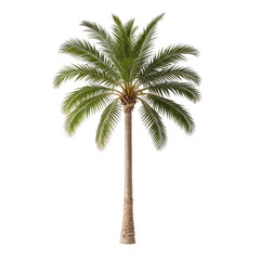 Isolated tropical palm tree with green fronds and a brown trunk