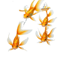 Fototapeta premium Four orange goldfish swim gracefully against a black background