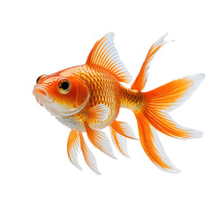 Fototapeta premium Bright orange goldfish with flowing fins isolated against a stark black backdrop