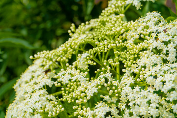 Blooming white flowers of black sambucus (Sambucus nigra)