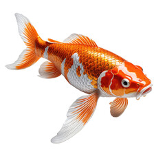 Fototapeta premium Vibrant koi fish with orange, white, and black markings swimming against a black background