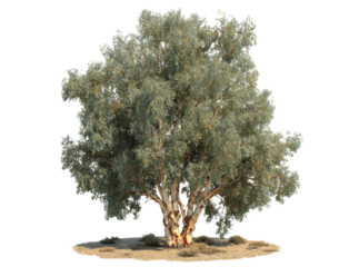 Majestic eucalyptus tree isolated on black background 3d render, Isolated On Transparent Background, Png