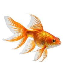 A vibrant, orange goldfish with flowing fins against a black background