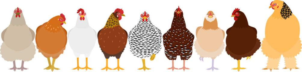 colourful chickens in a row
