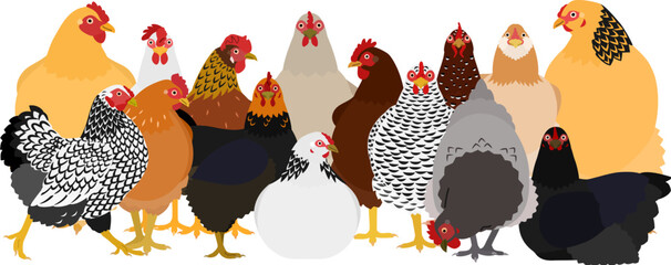 group of colourful chickens