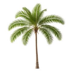 Realistic render of a palm tree. Lush green fronds & brown trunk against black