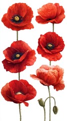 Obraz premium Beautiful red poppies arranged artistically with delicate details, showcasing their vibrant colors and intricate features