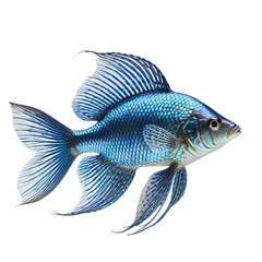 Fototapeta premium Blue fish detailed, fins and scales, isolated on black