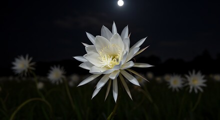 Night Blooming Cereus Under Moonlight A Botanical Nightscape Display
