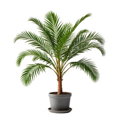Obraz premium Lush potted indoor plant with vibrant green leaves and a brown trunk