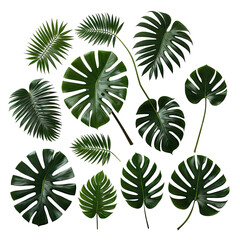 Collection of lush green tropical plant leaves isolated on black background