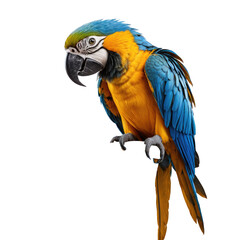 Obraz premium Vivid macaw, blue & yellow plumage, perched, black backdrop