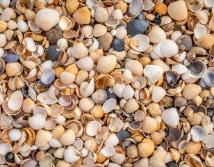 Beautiful natural background texture created by countless seashells of various shapes, sizes, and colors on a sandy beach.