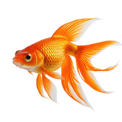 Fototapeta premium Vibrant orange goldfish with flowing fins against a black background (1)