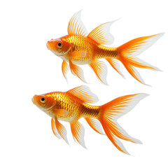 Two fancy goldfish, vibrant orange and white fins, on black