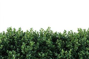 Dense, vibrant green hedge against a clear, white sky. Lush foliage forms a horizontal border
