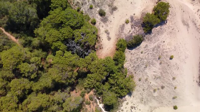 An aerial drone shot captures the contrast between the golden, wind sculpted Patara Sand Dunes and the vibrant green Mediterranean forest in Antalya, Turkey. This breathtaking landscape showcases the 
