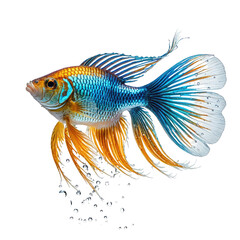 Fototapeta premium Vivid betta fish swimming in dark water with vibrant blue, gold, and white fins
