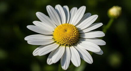 Obraz premium Illuminating daisy portrait with radiating white petals and blurred backdrop