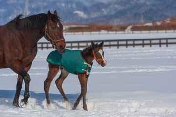 仔馬に寄り添って