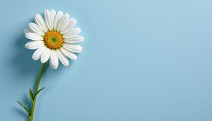 Beautiful white daisy flower stands out against soft blue background, showcasing its delicate petals and vibrant yellow center, evoking sense of freshness and tranquility