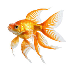 Vibrant orange goldfish, graceful fins extended against black background