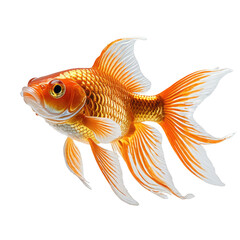 Fototapeta premium Close-up shot of vibrant goldfish with flowing fins, isolated on black
