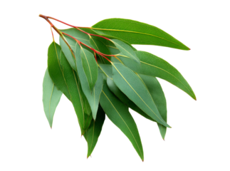 Fresh eucalyptus leaves branch isolated on black background, Isolated On Transparent Background, Png