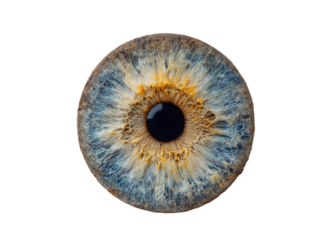 A detailed close up of a human iris showing intricate texture and color, Isolated On Transparent Background, Png