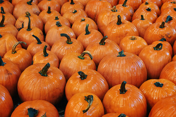 pumpkins