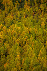 Larch Forest Begins To Turn Yellow In Fall