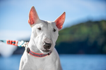 A white bull terrier on a leash enjoying a sunny day by the lake, with a green forest backdrop. ideal for themes of outdoor adventures and pet companionship.