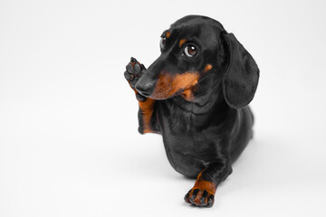 An adorable dachshund raising its paw in greeting against a white background, embodying playfulness and innocence. Perfect for animal designs.