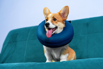 A cheerful corgi sits on a blue sofa, wearing a protective collar. the scene is a playful mix of comfort and care.