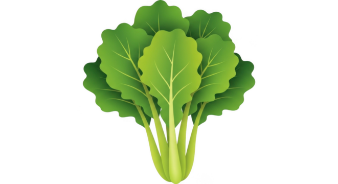 Fresh Green Leafy Vegetable Bunch Illustration